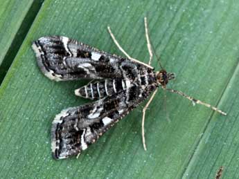 Diasemiopsis ramburialis Dup. adulte - �Daniel Morel