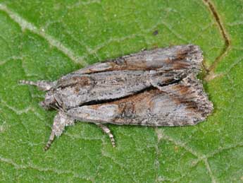 Bryophila raptricula D. & S. adulte - �Philippe Mothiron