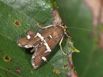 Spoladea recurvalis F. adulte - �Philippe Mothiron