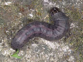  Chenille de Euxoa recussa Hb. - �Wolfgang Wagner, www.pyrgus.de