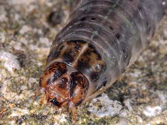  Chenille de Euxoa recussa Hb. - �Wolfgang Wagner, www.pyrgus.de