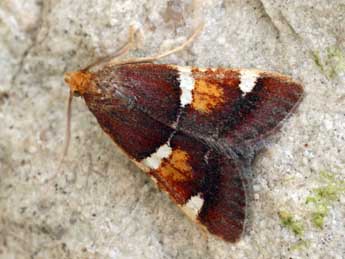 Pyralis regalis D. & S. adulte - �Daniel Morel