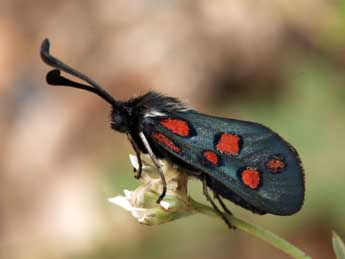 Zygaena rhadamanthus Esp. adulte - �Daniel Morel & Lionel Taurand