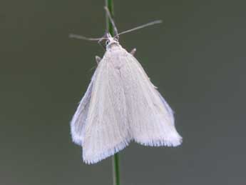 Udea rhododendronalis Dup. adulte - �Heiner Ziegler