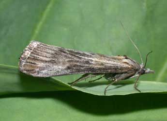 Megasis rippertella Z. adulte - �Philippe Mothiron