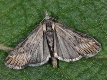 Megasis rippertella Z. adulte - �Philippe Mothiron