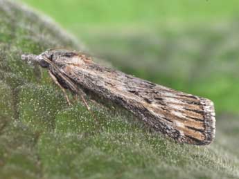 Megasis rippertella Z. adulte - �Philippe Mothiron