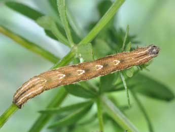  Chenille de Epirrhoe rivata Hb. - �Philippe Mothiron