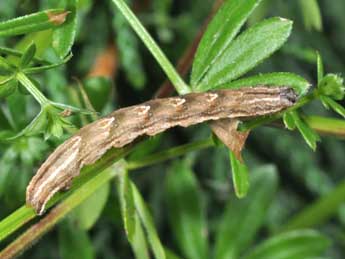  Chenille de Epirrhoe rivata Hb. - �Philippe Mothiron