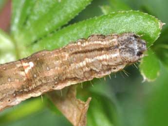  Chenille de Epirrhoe rivata Hb. - �Philippe Mothiron