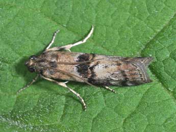 Phycita roborella D. & S. adulte - �Philippe Mothiron