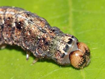  Chenille de Dryobotodes roboris Gey. - �Jean-Paul Coat