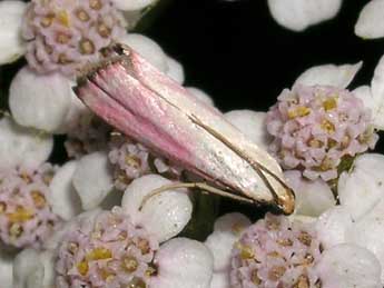 Eurhodope rosella Scop. adulte - �Jean-Pierre Lamoline