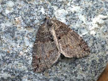 Hydriomena ruberata Frr adulte - �Daniel Morel