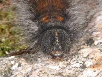  Chenille de Macrothylacia rubi L. - �Philippe Mothiron