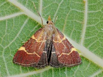 Hypsopygia rubidalis D. & S. adulte - �Friedmar Graf