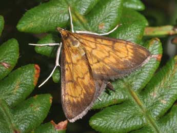 Ecpyrrhorrhoe rubiginalis Hb. adulte - �Philippe Mothiron