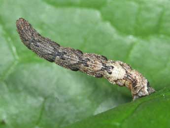 Chenille de Idaea rubraria Stgr - �Philippe Mothiron