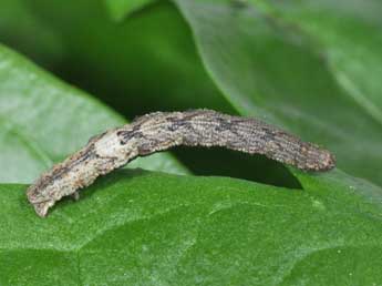  Chenille de Idaea rubraria Stgr - �Philippe Mothiron