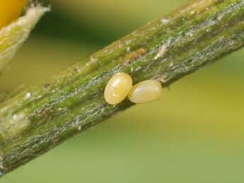  Oeuf de Chesias rufata F. - �Philippe Mothiron