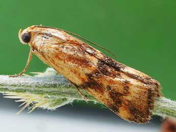 Pterothrixidia rufella Dup. adulte - �Friedmar Graf