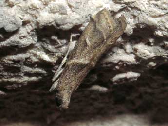 Nyctegretis ruminella Lah. adulte - �Jean-Pierre Lamoline