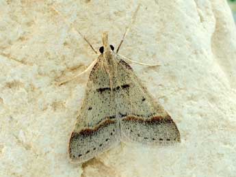 Stemmatophora rungsi Lrt adulte - �Friedmar Graf