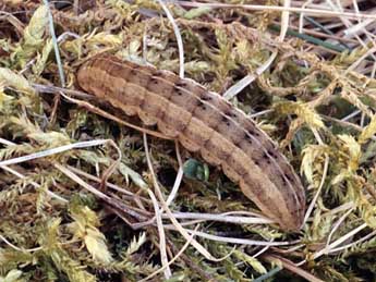  Chenille de Pachetra sagittigera Hfn. - �Wolfgang Wagner, www.pyrgus.de