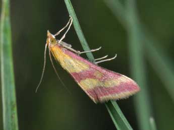 Pyrausta sanguinalis L. adulte - �Philippe Mothiron