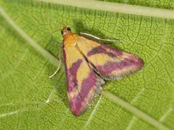 Pyrausta sanguinalis L. adulte - �Philippe Mothiron