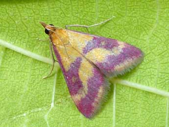 Pyrausta sanguinalis L. adulte - �Tristan Lafranchis