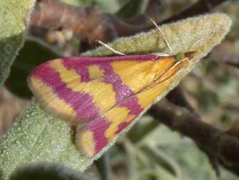 Pyrausta sanguinalis L. adulte - �Tristan Lafranchis