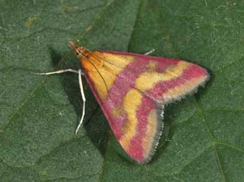 Pyrausta sanguinalis L. adulte - �Philippe Mothiron