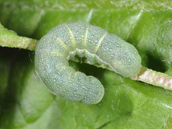  Chenille de Mniotype satura D. & S. - �Philippe Mothiron