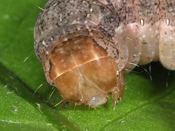  Chenille de Mniotype satura D. & S. - �Philippe Mothiron