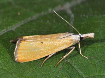 Xanthocrambus saxonellus Zck. adulte - �Philippe Mothiron