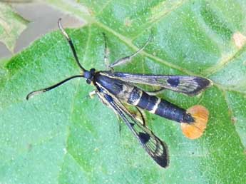 Synanthedon scoliaeformis Bkh. adulte - �Philippe Mothiron