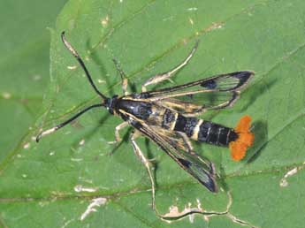 Synanthedon scoliaeformis Bkh. adulte - �Philippe Mothiron