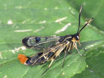 Synanthedon scoliaeformis Bkh. adulte - �Philippe Mothiron