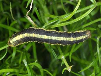  Chenille de Camptogramma scripturata Hb. - �Wolfgang Wagner, www.pyrgus.de