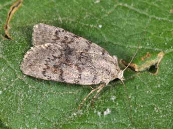 Caradrina selini Bsdv. adulte - �Philippe Mothiron