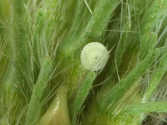  Oeuf de Cyaniris semiargus Rott. - �Wolfgang Wagner, www.pyrgus.de