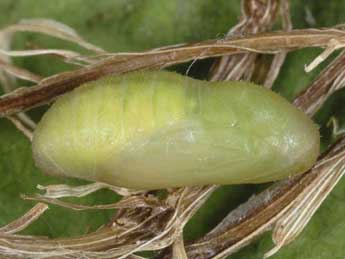  Chrysalide de Cyaniris semiargus Rott. - �Wolfgang Wagner, www.pyrgus.de