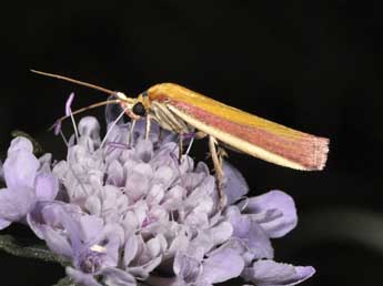Oncocera semirubella Scop. adulte - �Philippe Mothiron