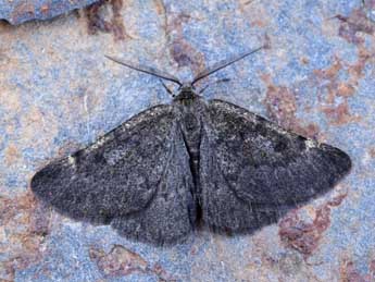 Sciadia septaria Gn. adulte - �Lionel Taurand