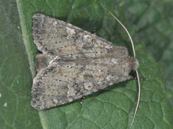 Polia serratilinea Tr. adulte - �Philippe Mothiron