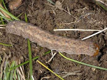  Chenille de Polia serratilinea Tr. - �Wolfgang Wagner, www.pyrgus.de