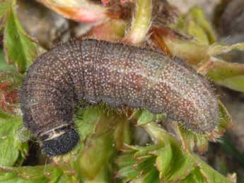  Chenille de Pyrgus serratulae Rbr - �Wolfgang Wagner, www.pyrgus.de