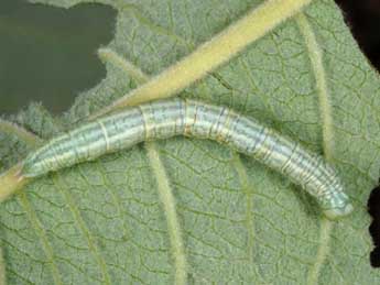  Chenille de Pterapherapteryx sexalata Retz. - �Wolfgang Wagner, www.pyrgus.de