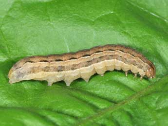  Chenille de Xestia sexstrigata Hw. - �Philippe Mothiron